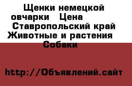 Щенки немецкой овчарки › Цена ­ 6 000 - Ставропольский край Животные и растения » Собаки   